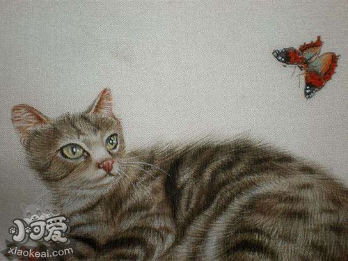 澳大利亚雾猫要剃毛吗 剃毛判断原理