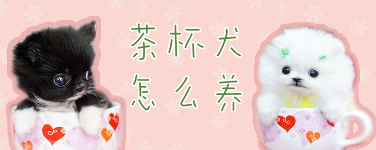 茶杯犬怎么养