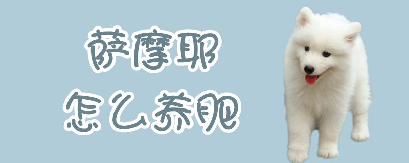 萨摩耶怎么养肥