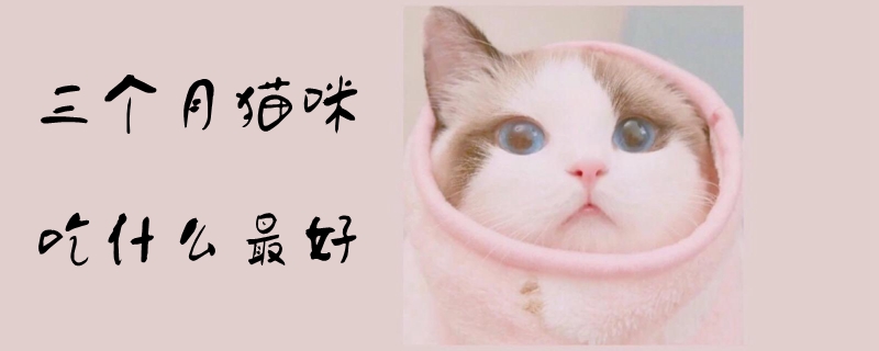 三个月猫咪吃什么最好