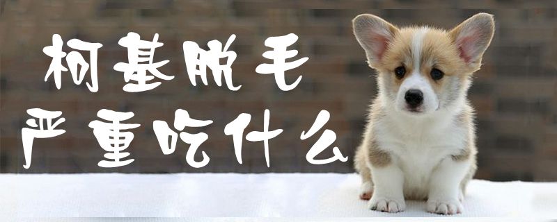 柯基脱毛严重吃什么1