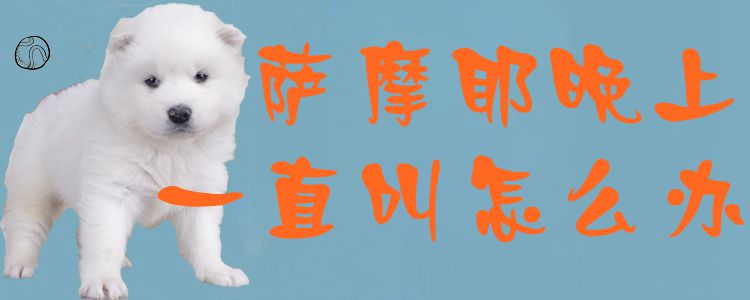 萨摩耶晚上一直叫怎么办1