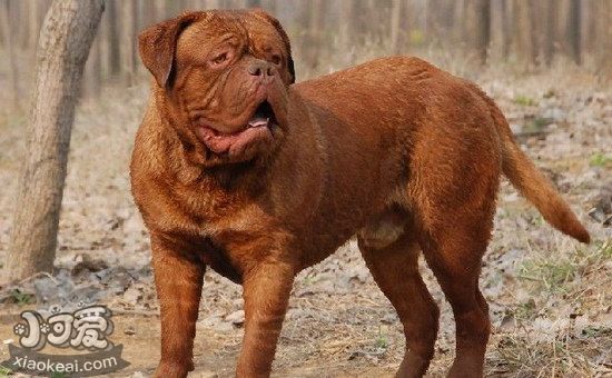 波尔多犬牙齿怎么洗 波尔多犬牙齿清洁护理方法2