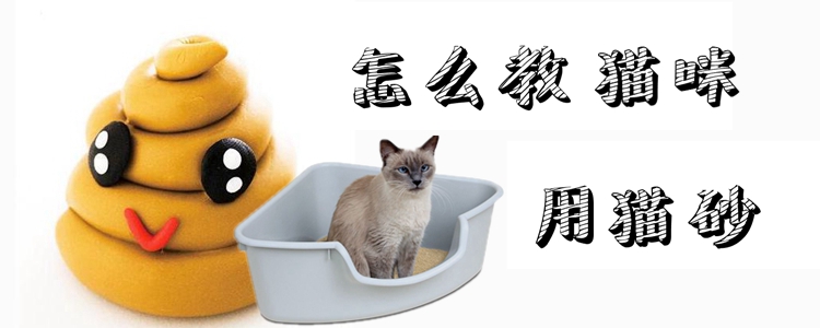 怎么教猫咪用猫砂