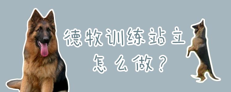 德牧训练站立怎么做