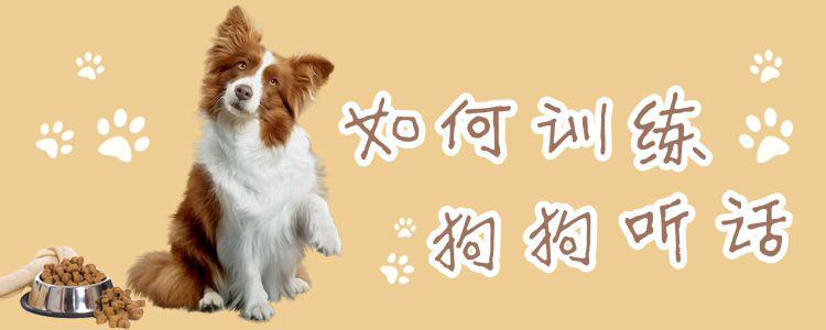 如何训练狗狗听话