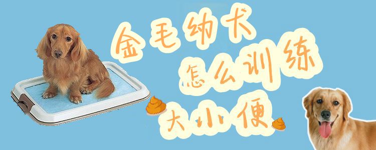 金毛幼犬怎么训练大小便