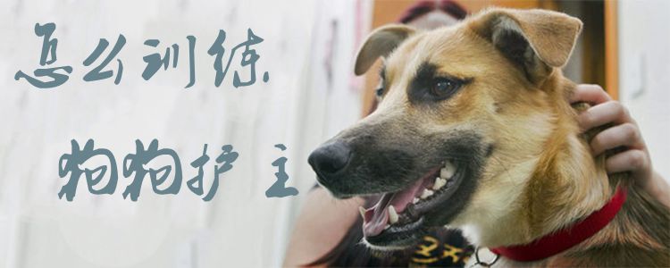怎么训练狗狗护主1