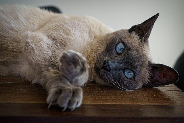 猫咪突然不吃东西，是生病了吗？