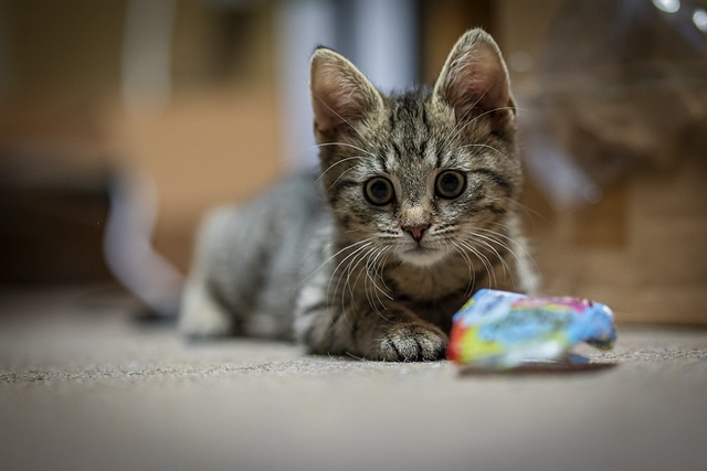 猫咪发情期间需要注意哪些事项？