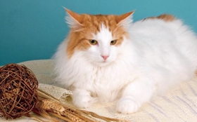 威尔斯猫毛发怎么护理 威尔斯猫毛发日常护理
