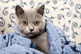 卡尔特猫喂什么 卡尔特猫喂食技巧