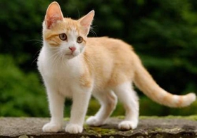 土耳其梵猫怎么洗澡 土耳其梵猫洗澡步骤