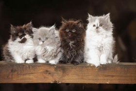 英国长毛猫性格怎么样 英国长毛猫性格介绍