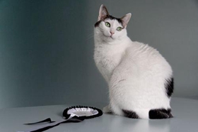 怎么训练日本短尾猫不叫 日本短尾猫乱叫解决办法
