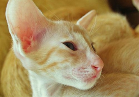 东方猫会击掌吗 训练东方猫学击掌技巧