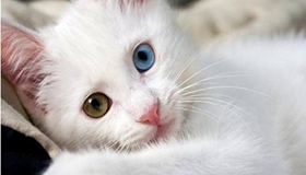 土耳其梵猫犯错怎么调教 土耳其梵猫四个调教方法