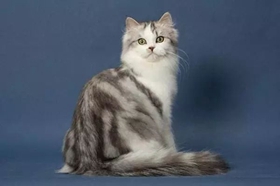 如何让褴褛猫乖巧听话 褴褛猫训练方法
