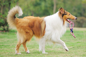 苏格兰牧羊犬吃什么