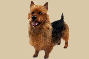 澳大利亚梗犬吃什么