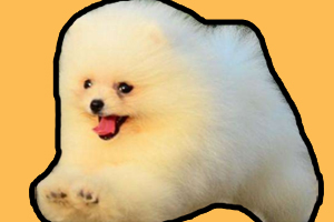 博美幼犬喂养注意事项是什么