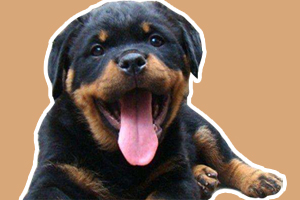 罗威纳幼犬吃什么狗粮