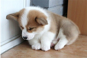 柯基犬幼犬喂养方法