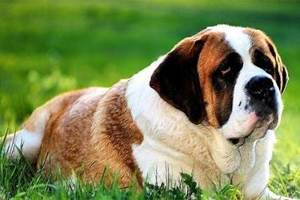 圣伯纳德犬的特点有哪些
