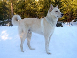 卡南犬吃什么对毛好 卡南犬毛发护理饮食介绍