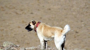 安纳托利亚牧羊犬怎么护理 安纳托利亚牧羊犬护理方法