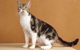 怎么判断美国刚毛猫生病 生病判断三大方法