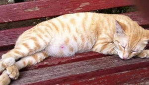 猫咪生产前兆有哪些 猫咪生产前兆详解