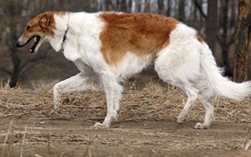 苏俄猎狼犬不能吃什么 苏俄猎狼犬禁忌食物介绍
