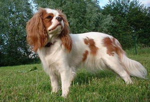 英国玩具猎鹬犬食管梗塞怎么办