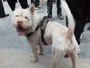 下司犬耳朵怎么清洁 下司犬耳朵清洁护理方法