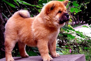 松狮犬怀孕的症状