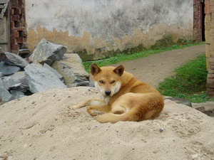 中华田园犬怎么洗澡 中华田园犬洗澡注意事项