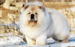 松狮犬怎么喂养 松狮犬喂养方法及注意事项