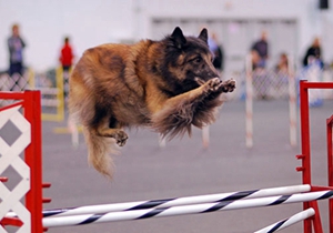 比利时特伏丹犬食物中毒怎么治疗 食物中毒治疗方法