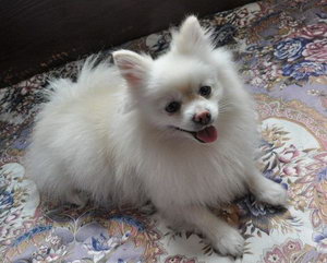博美怎么美容护理 博美犬美容护理大全