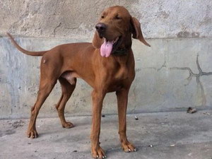 波音达猎犬发烧怎么解决 波音达猎犬发烧处理方案