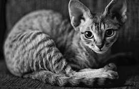 柯尼斯卷毛猫有耳螨怎么办 耳螨治疗方法