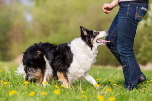 边境牧羊犬怎么养 边境牧羊犬饲养方法