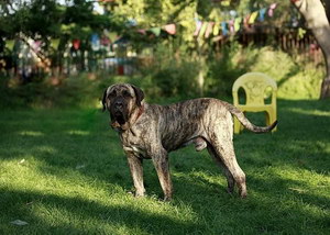 加纳利犬抽筋怎么办 西班牙加纳利犬痉挛解决方法
