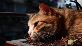 威尔斯猫干呕怎么回事 威尔斯猫干呕原因分析