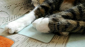 中国狸花猫有跳蚤怎么办 教你三招去除猫咪跳蚤