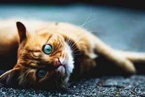 猫生小猫要怎么处理