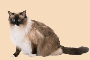 波斯猫吃什么