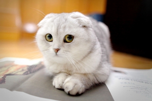 折耳猫不能吃什么
