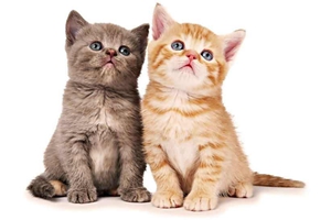 小奶猫怎么分公母